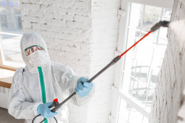 Best Emergency Mold Remediation  in Montclair, VA